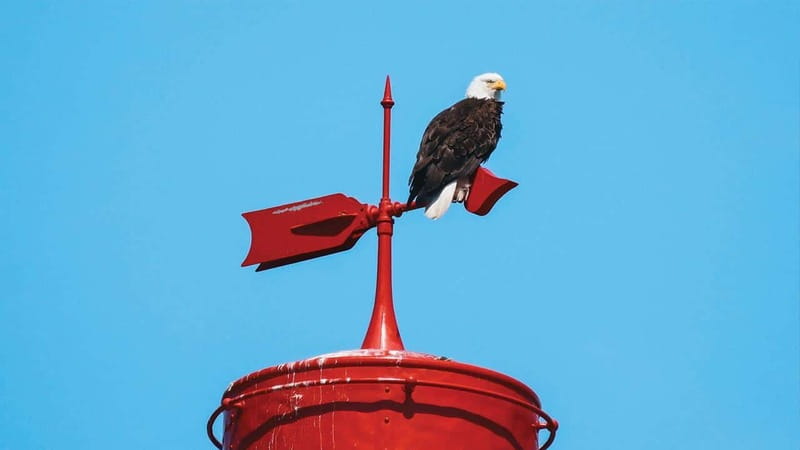 Vancouver: Waterfront Sightseeing Tour - City and Nature - Key things I’d watch for on this Vancouver waterfront tour