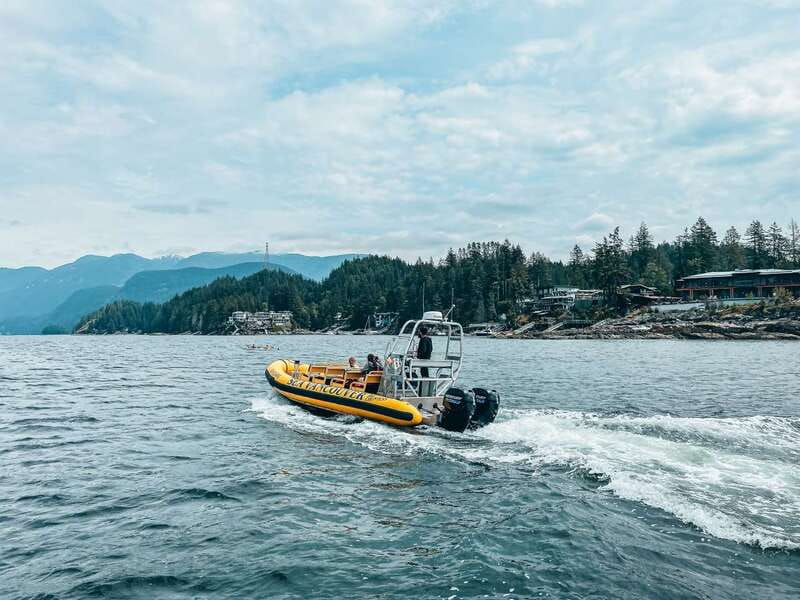 Vancouver: Waterfront Sightseeing Tour - City and Nature - Wildlife spotting: seals, eagles, and the whale lottery (but with real chances)