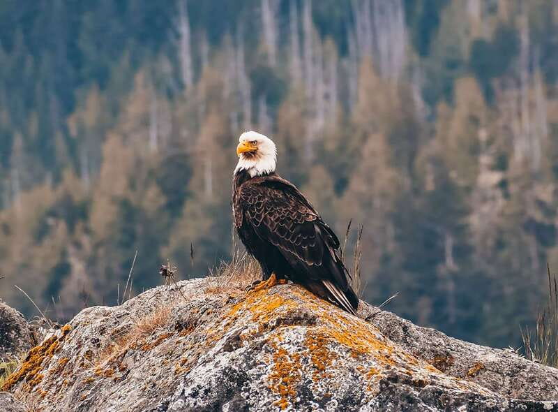 Vancouver: Waterfront Sightseeing Tour - City and Waterfall - Why this Vancouver waterfront tour beats a bus (and still feels practical)