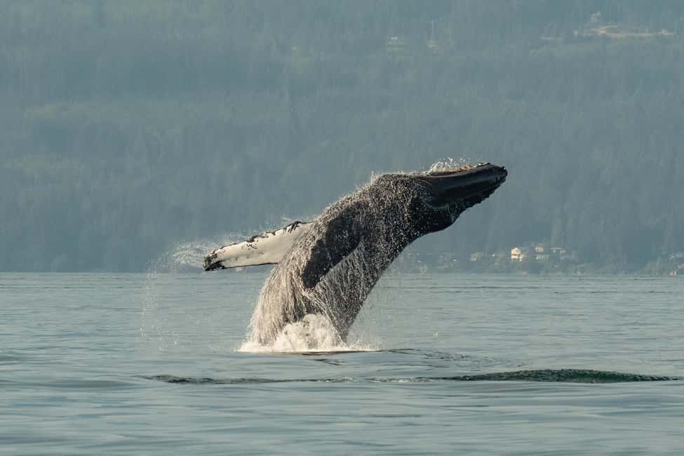 Vancouver: Zodiac Whale Watching Tour from Granville Island - Granville Island Check-In: The 45-Minute Safety Brief That Actually Helps