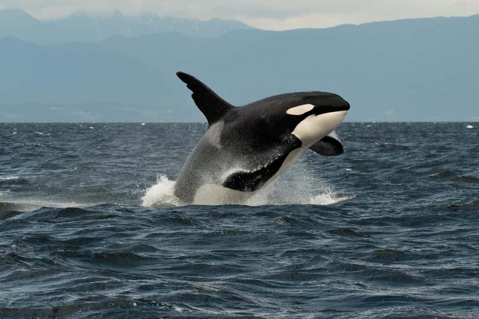 Vancouver: Zodiac Whale Watching Tour from Granville Island - What the Marine Naturalist Adds (Especially When You Want More Than a Photo)