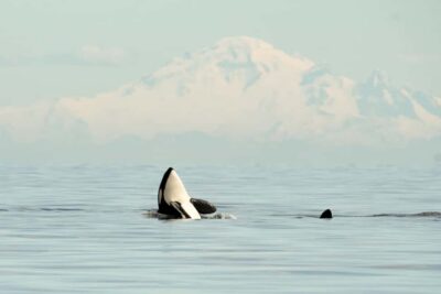 Vancouver: Zodiac Whale Watching Tour from Granville Island - The Zodiac Ride Itself: 3–5 Hours on Open Water, Not a Floating Waiting Room