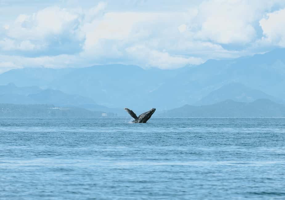 Vancouver: Zodiac Whale Watching Tour from Granville Island - What You Might See: Orcas, Humpbacks, and the Reality of Conditions