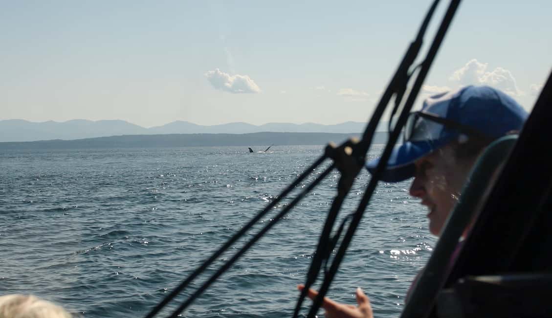 Vancouver: Zodiac Whale Watching Tour from Granville Island - Who This Tour Fits Best (And Who Might Prefer Something Different)