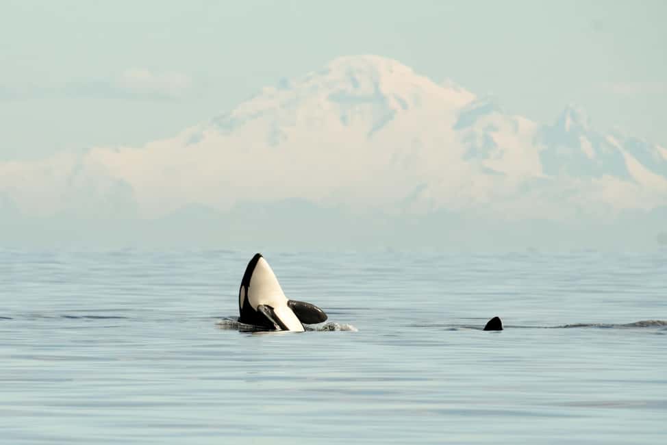 Vancouver: Zodiac Whale Watching Tour from Granville Island - The Zodiac Ride Itself: 3–5 Hours on Open Water, Not a Floating Waiting Room