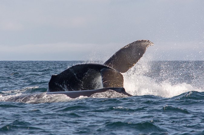 Vancouver's Intimate West Coast Whale Watching Experience - What You’re Really Looking For: Orcas, Humpbacks, and More in the Salish Sea