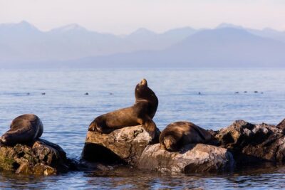 Whale-Watching Tour from Vancouver - Boarding the boat: comfort, safety, and where to stand for the best views