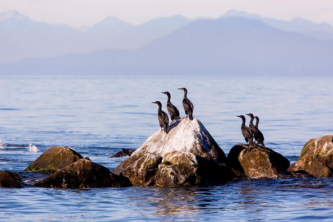 Whale-Watching Tour from Vancouver - Duration and what a half-day really feels like