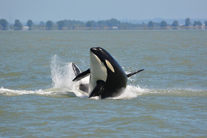 Wild Whale Watching Experience - Open Air Vessel - Granville Island to the Strait of Georgia: Your First Hour on Eagle Eyes