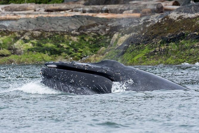 Wild Whale Watching Experience - Open Air Vessel - Eagle Eyes Open-Air Boat: Views, Comfort, and a Real Restroom