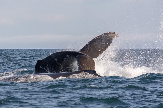 Wild Whale Watching Experience - Open Air Vessel - Weather, Timing, and the Best Day to Go