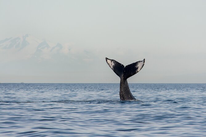 Wild Whale Watching Experience - Open Air Vessel - Marine Naturalist Guidance: Whale IDs You Can Use Right Away
